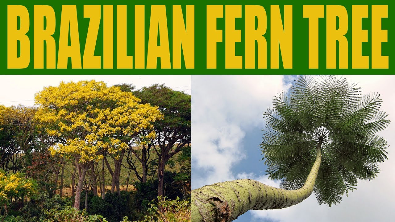 Brazilian Fern Tree (Schizolobium parahyba) in Southern California