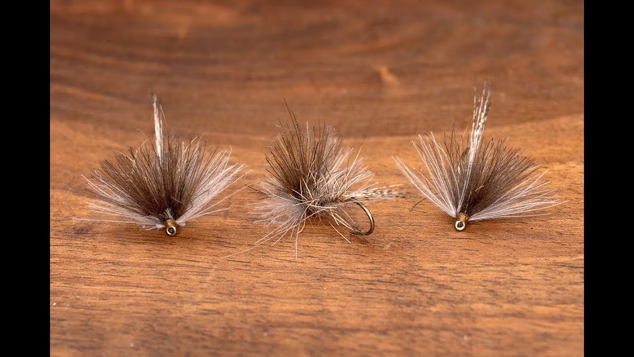 Montage des mouches : L'aurore, une mouche avec une aile en cul de canard en éventail.