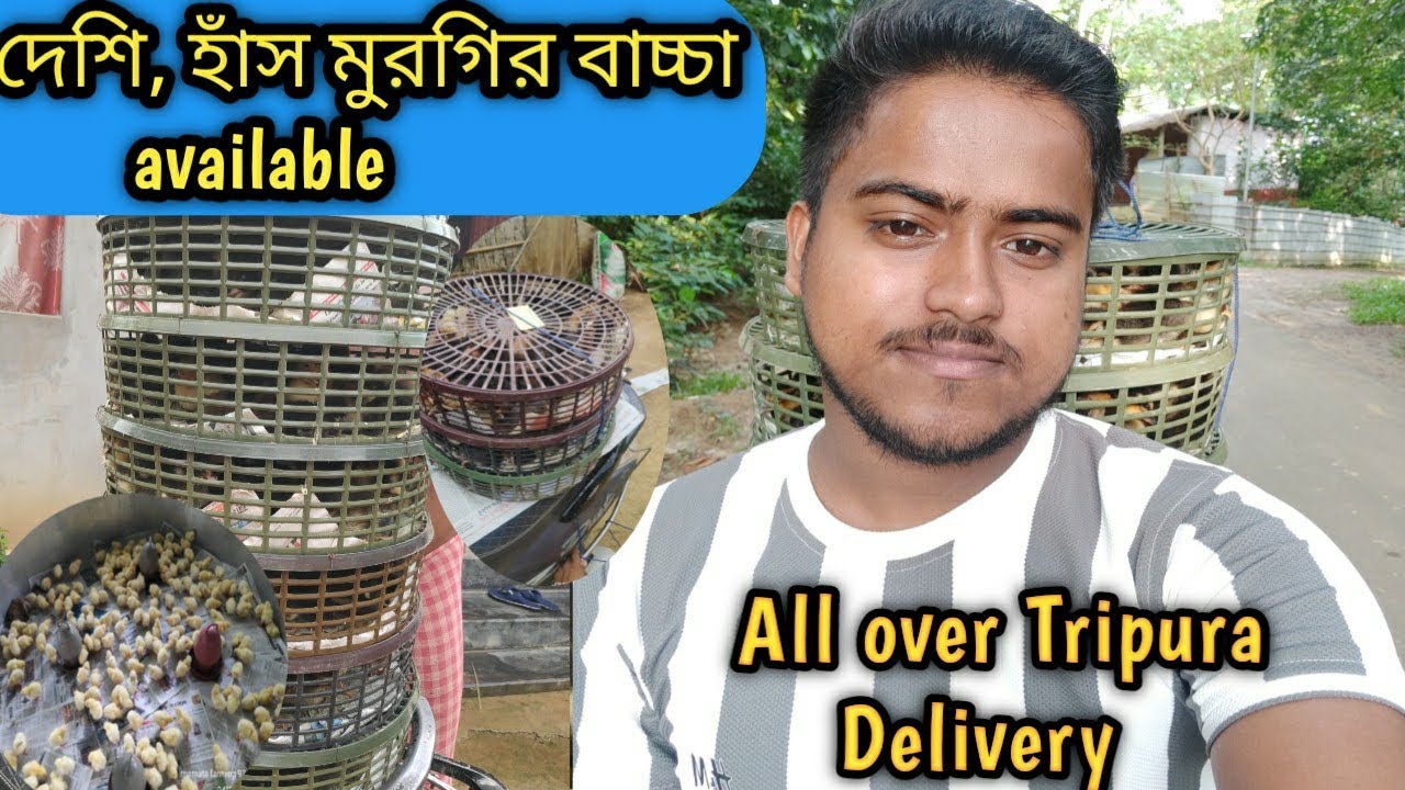 দেশি হাঁস মুরগির বাচ্চা available 🐣| mamata farming  📍! All Tripura chicks supplier 