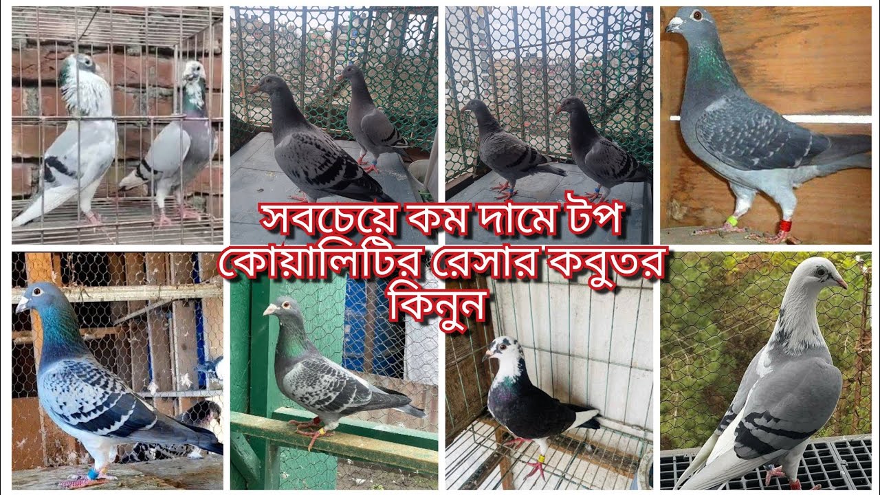 #সবচেয়ে #কম_দামে ১০০% অরজিনাল #রেসার #কবুতর #কিনুন 🥰 #shoyeb 