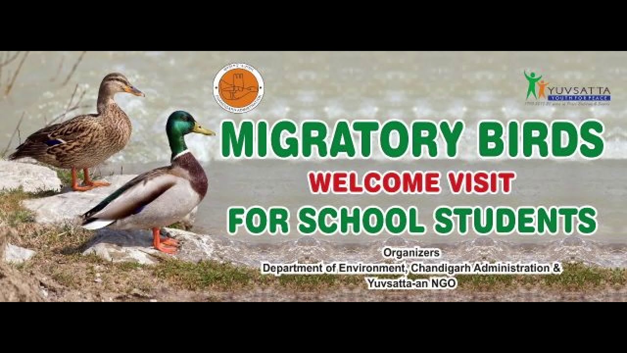 Welcoming Migratory Birds, Chandigarh, India