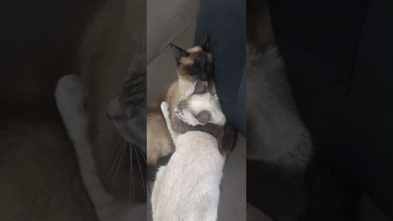 Um amor inexplicável. Irmãs adotivas linda amor e tapas ao mesmo tempo lkkkkkkk