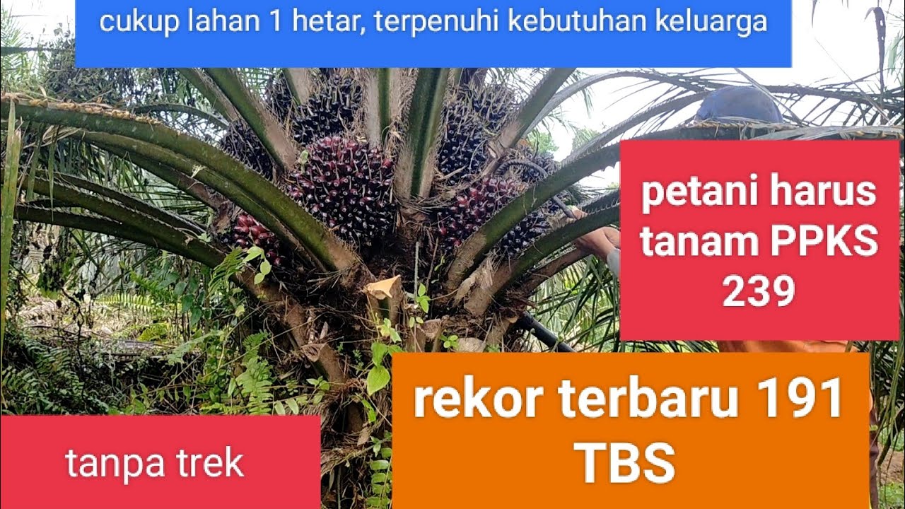 PPKS 239 luar biasa