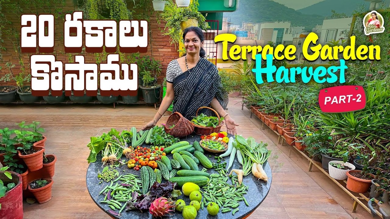 పళ్ళు, పువ్వులు, కూరగాయలు అన్ని మన మిద్దె మీదే ../Organic Harvest ​⁠@MADGARDENER