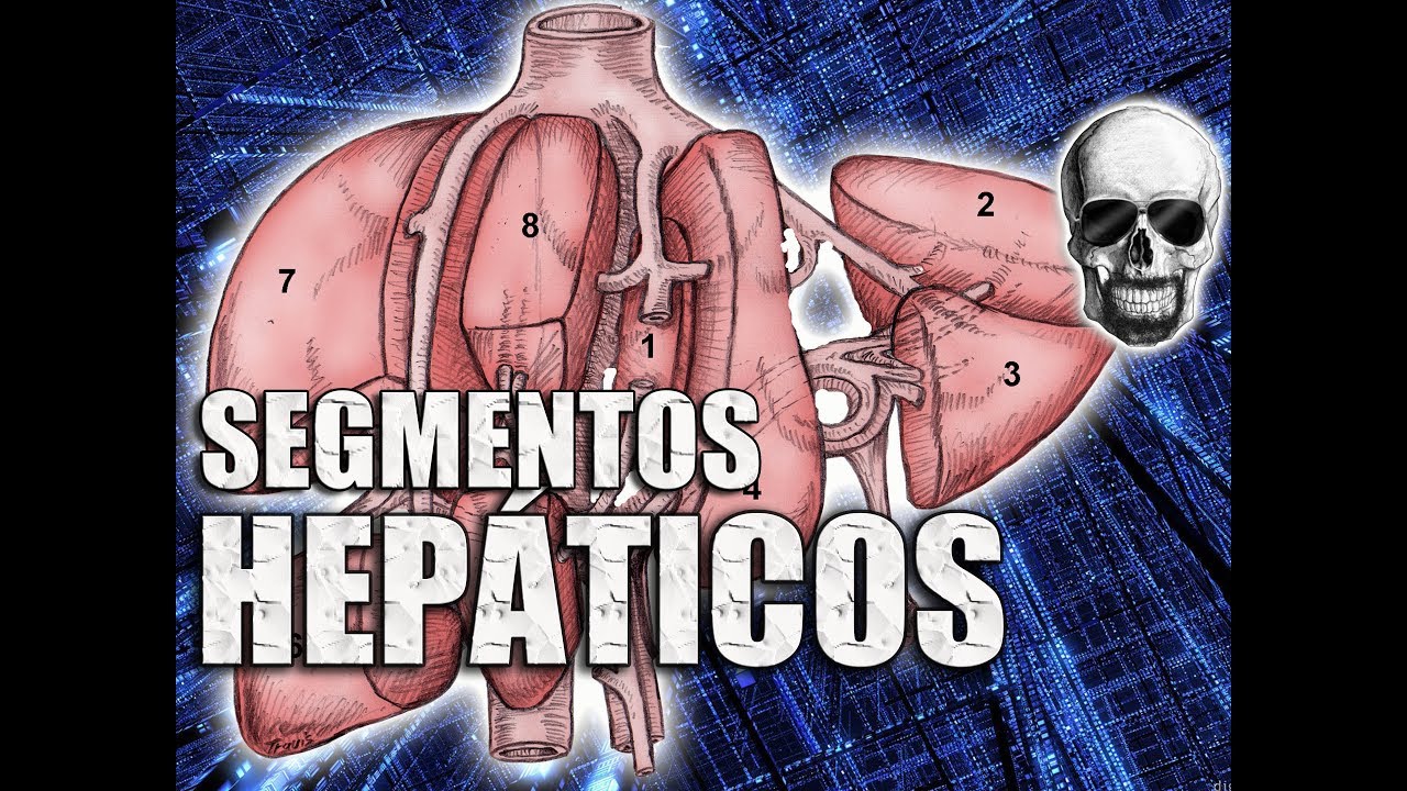 Anatomia do Fígado - Segmentos Hepáticos - Anatomia Humana - VideoAula 162