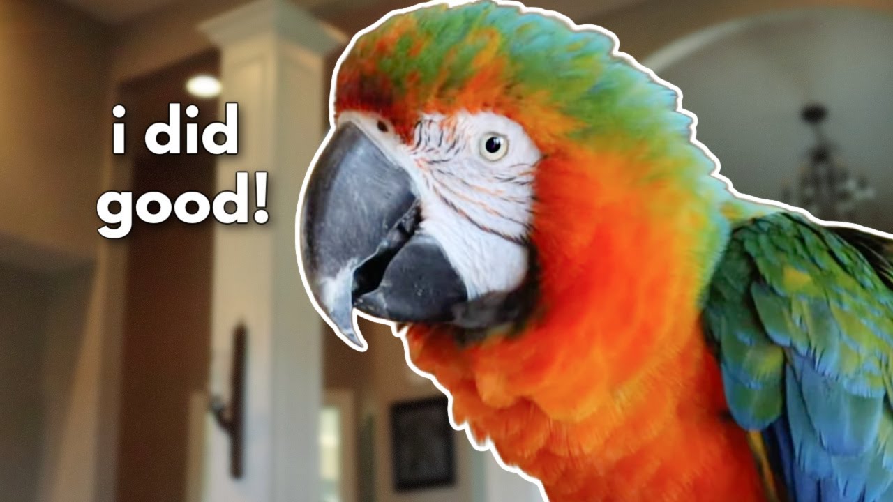 An AMAZING Breakthrough with a BITING MACAW