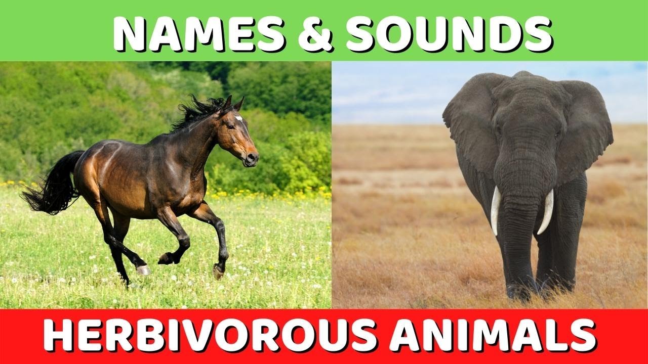 HERBIVOROUS ANIMALS Names and Sounds Part #1 | Learn Herbivore Animals | Kids Tv