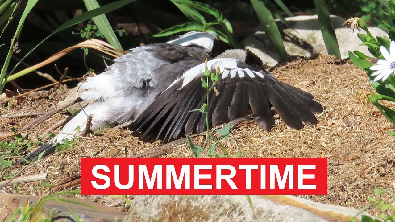 Summer in the Backyard: Resilient Birds in the Heatwave
