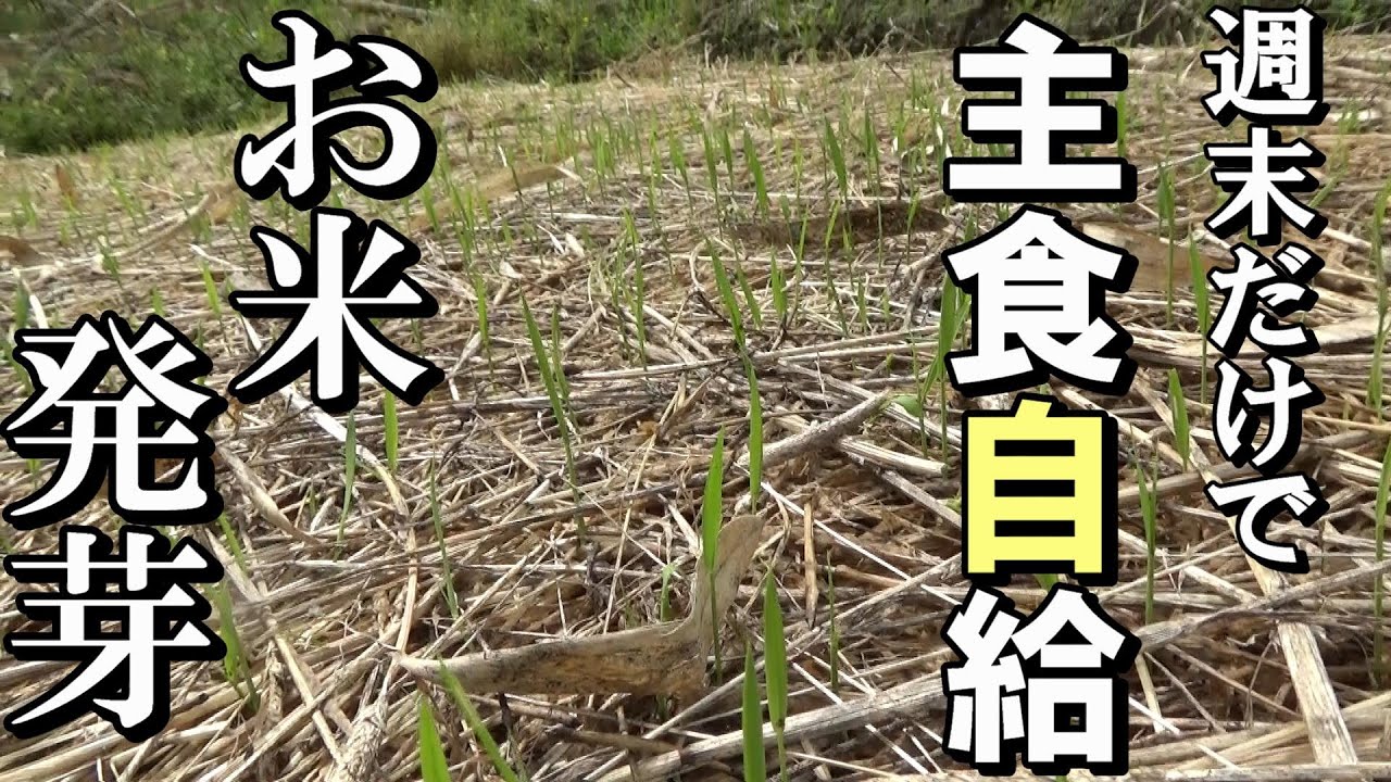 【自然農】週末だけで「主食自給」お米完璧に発芽しました