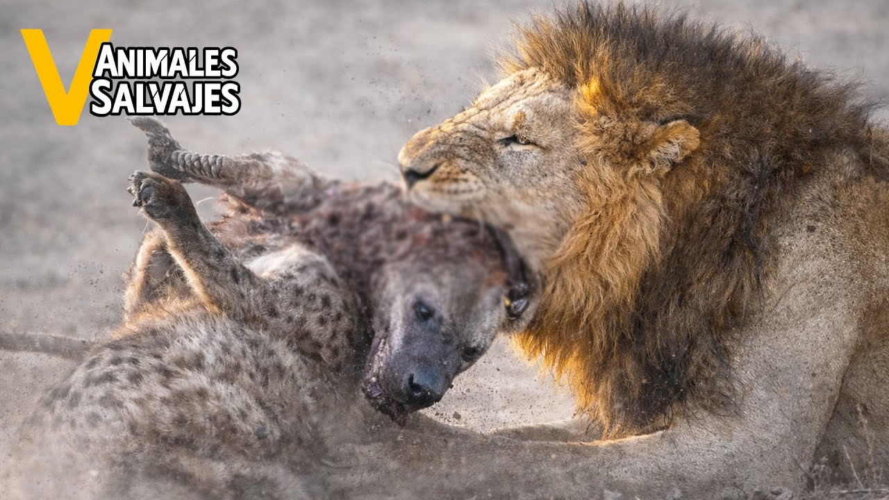 Los Momentos M&aacute;s Incre&iacute;bles Jam&aacute;s Registrados De Ataques De Leones A Hienas | Animales Salvajes