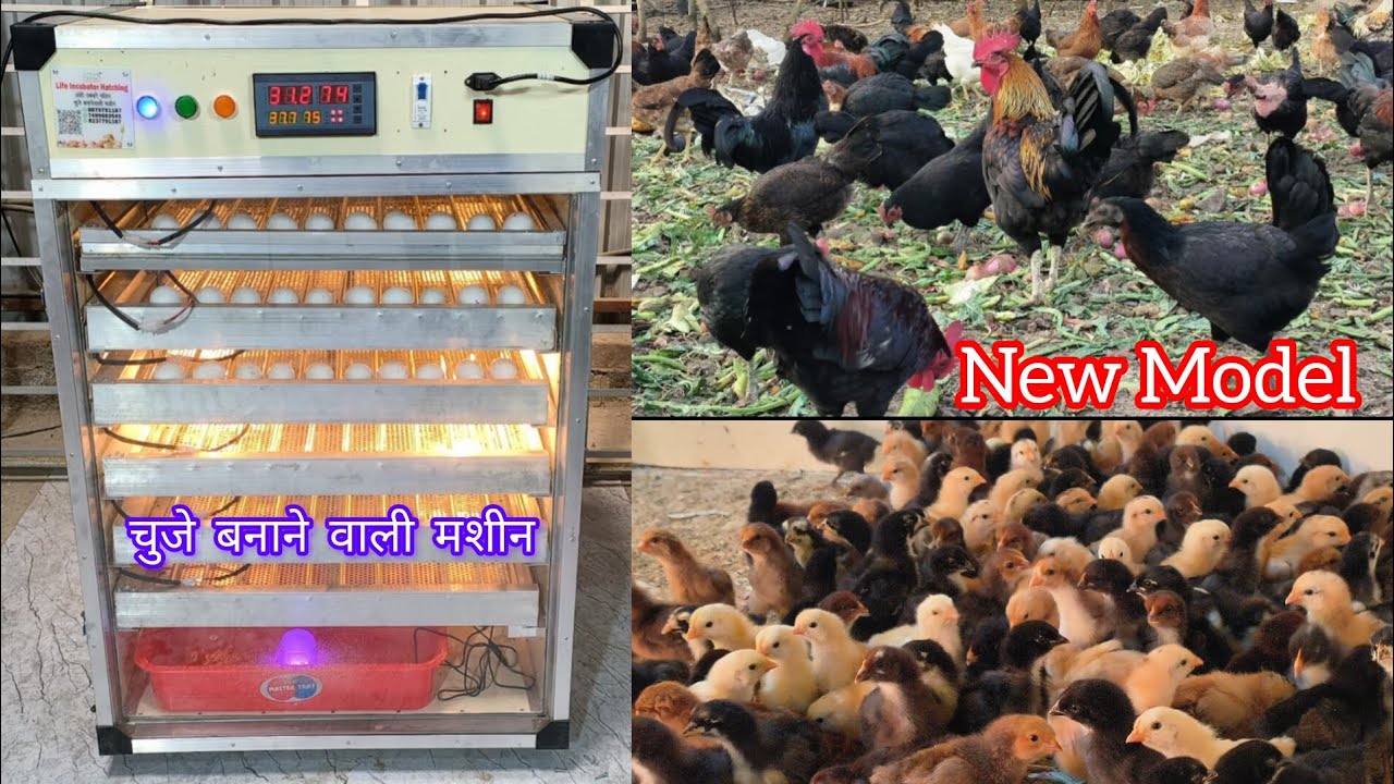 540 Eggs Fully Automatic Incubator Best Hatching चूजे बनाने वाली मशीन #incubator #hatchery #poultry