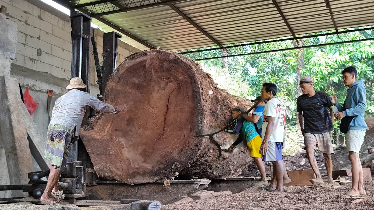 Full of tension and horror !! splitting super strange trembesi wood in a big sawmill