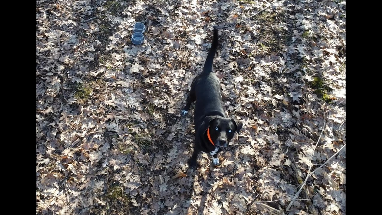 ￼Solo Overnight Truck Camping In Freezing Weather With My Dog (E12)