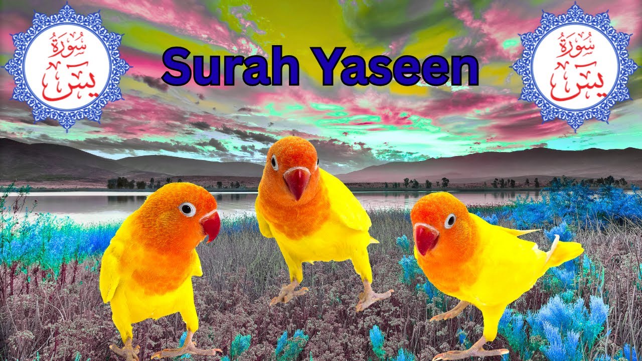 Surah Yaseen with Urdu Translation | Quran Tilawat for Peace & Barakah #surayaseen