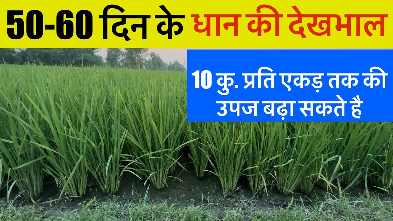 50-60 दिन के धान की देखभाल ॥ 10 कु. प्रति एकड़ धान का उत्पादन बढ़ा सकते है ! Dhan ki kheti