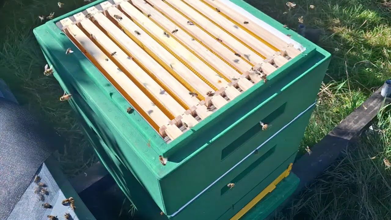 Die neuen Bienen ziehen um von Zander aus Holz in die Frankenbeute aus Styropor 