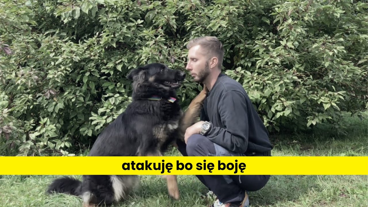 Piękna owczarka i agresja lękowa