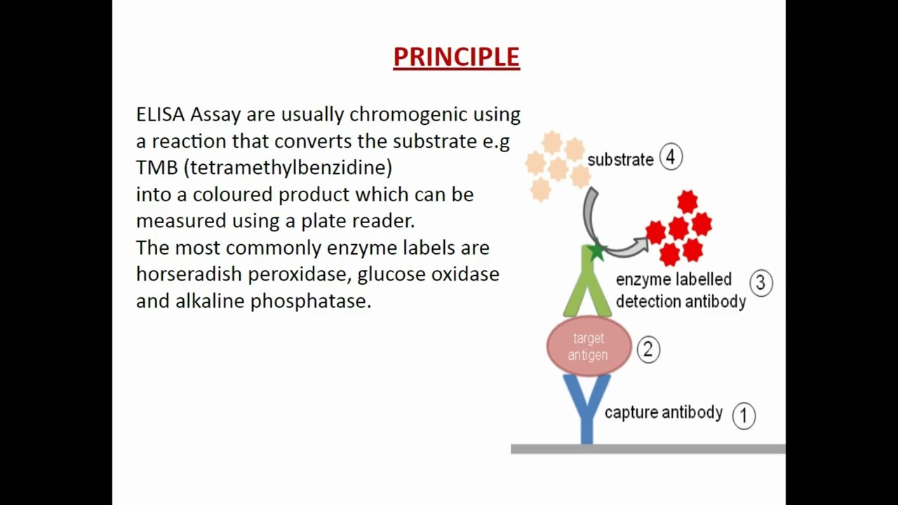 Enzyme Linked Immunosorbent Assay (ELISA)