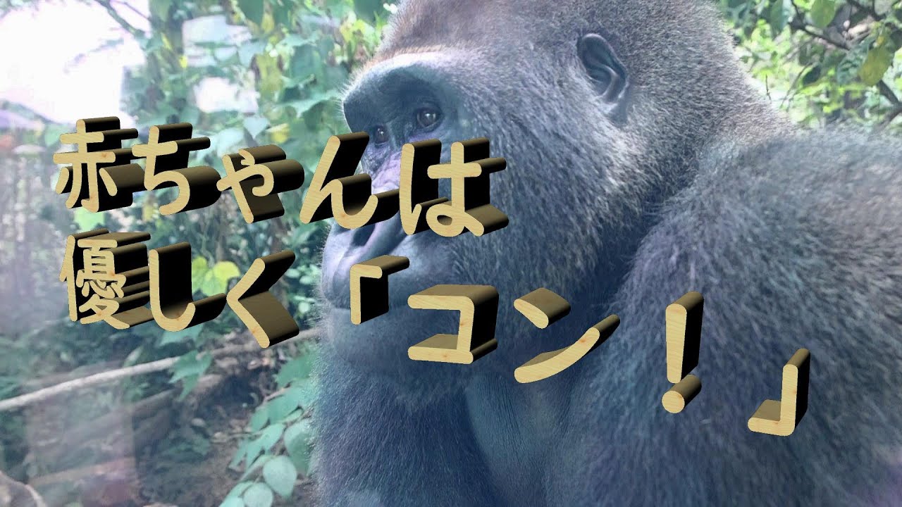 赤ん坊を見た瞬間、優しくガラスを「コン」と叩いたゲンタロウ。ゴリラは優しい動物。撮影日2025.8.9【ゴリラファン・闘病記】京都市動物園