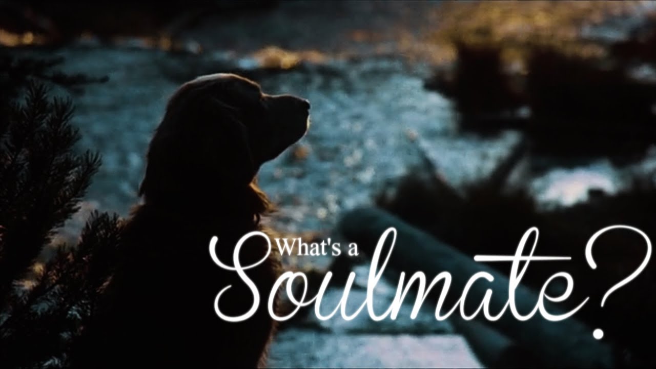 What's a Soulmate? - Dogs
