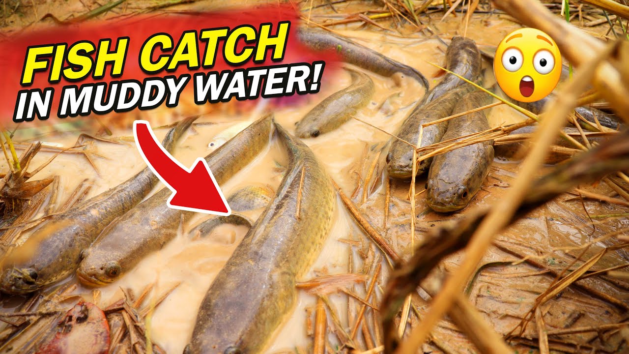 Unbelievable Mud Fishing! Boy Catching Fish With His Hands In Shallow Water