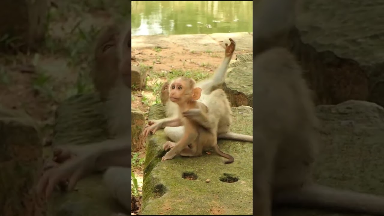 14-09-24 #babymonkeylucas  #monkey #monkeys #lovelybabymonkey #adorablebabymonkey #monkeywildlife