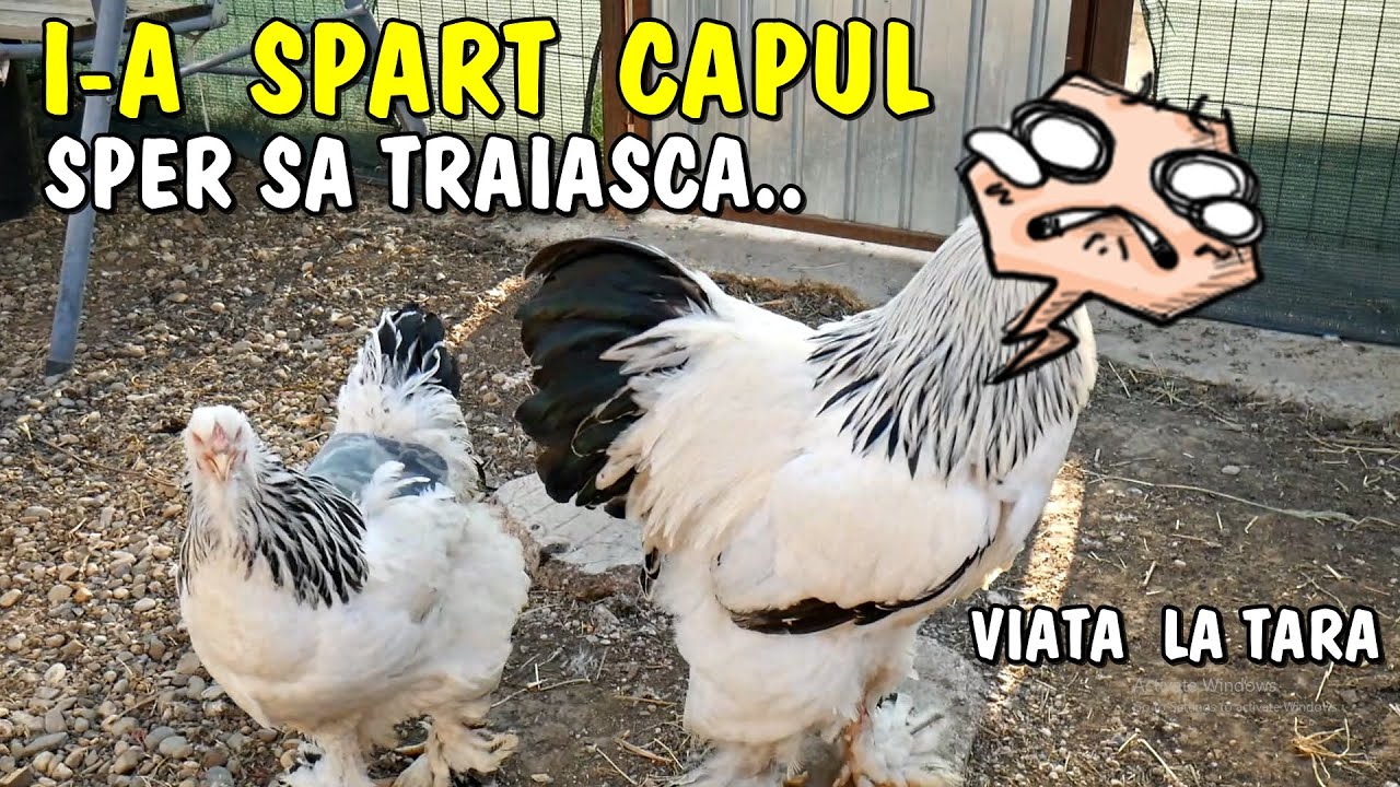 Viața la țară - A atacat-o și i-a spart capul.. sper să traiască