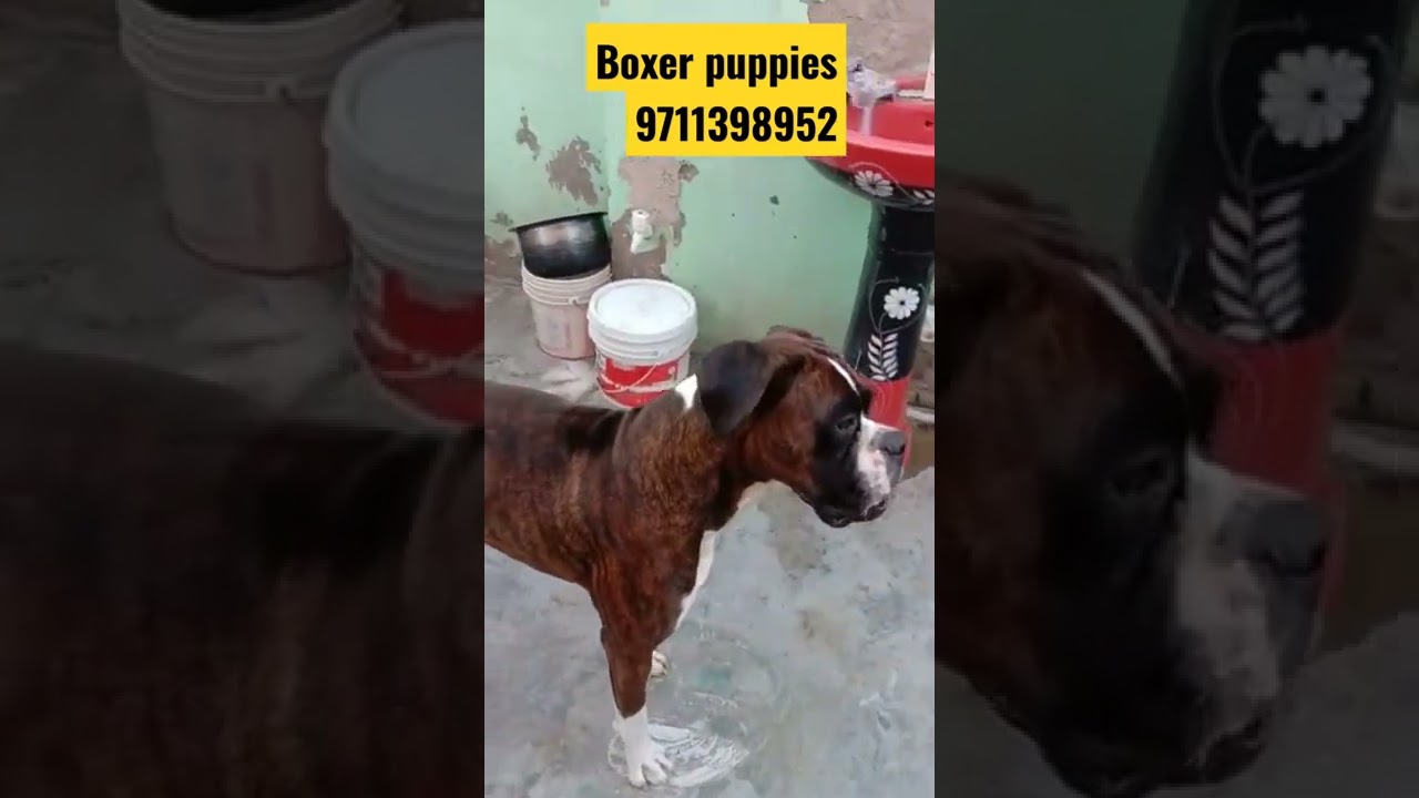 Show quality boxer dog Puppies available for sale cheap dog market delhi ncr boxer pupps 9711398952