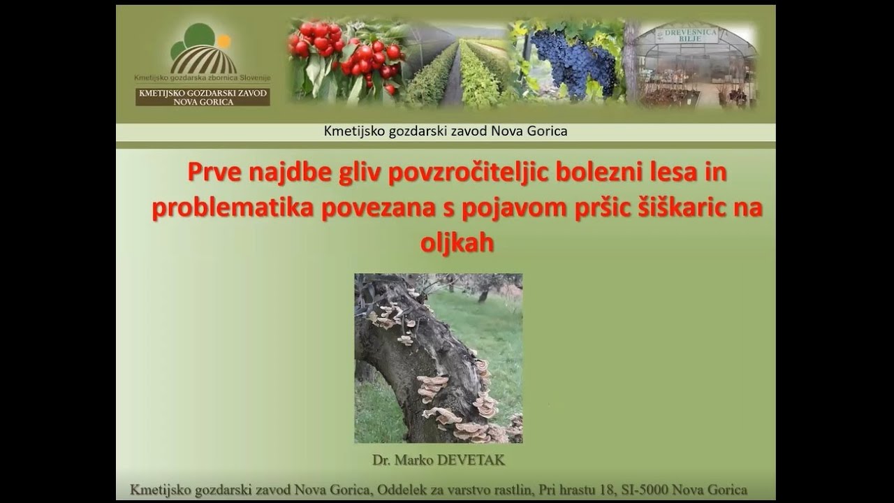Prve najdbe gliv ki povzročajo bolezni lesa in problemi povezani s pojavom pršic šiškaric na oljkah