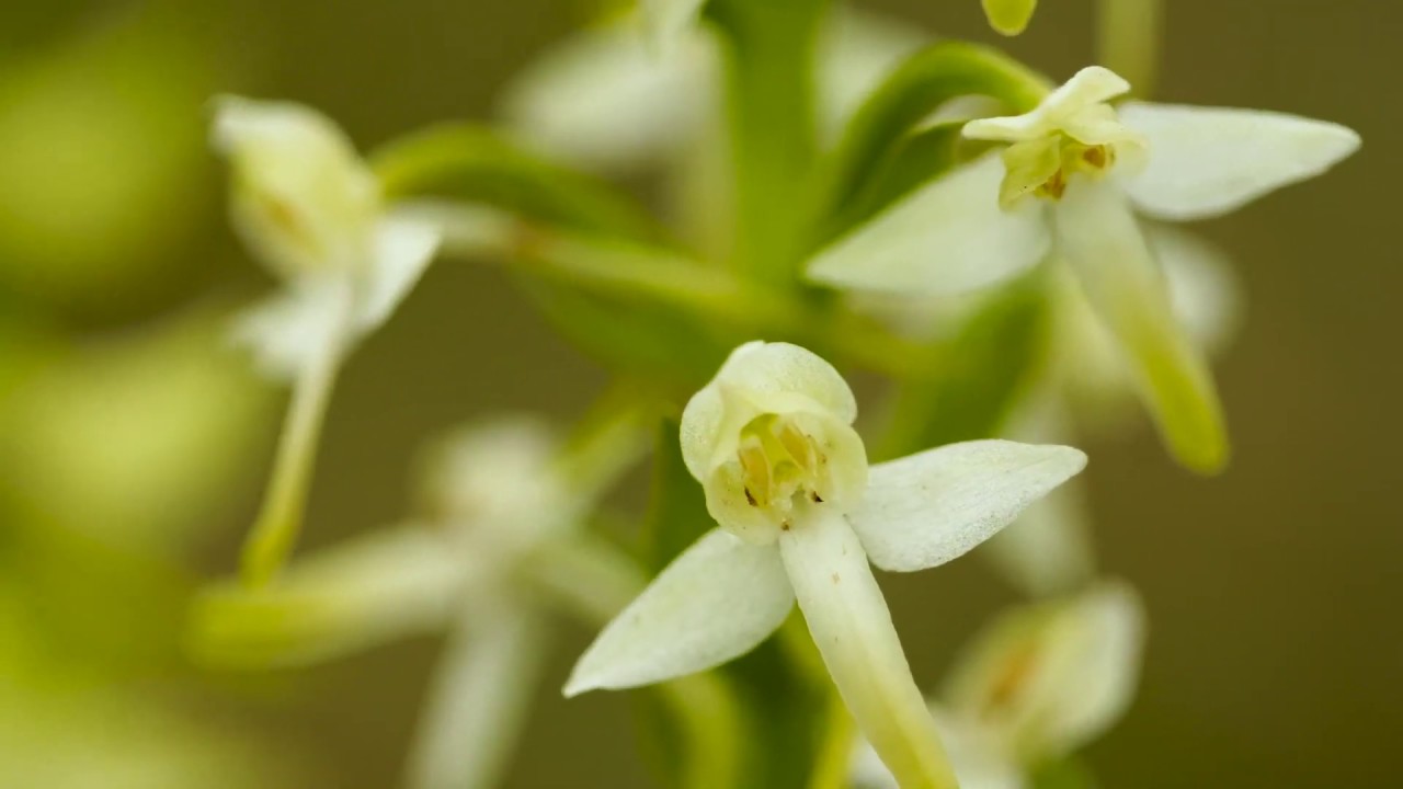 Rare orchids in England?! Lesser Butterfly Orchid