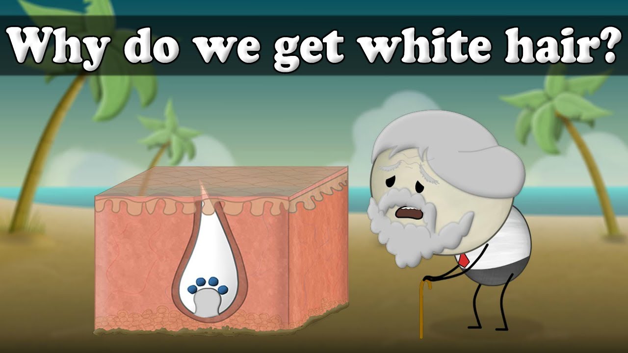 Why do we get white hair? | #aumsum #kids #science #education #children