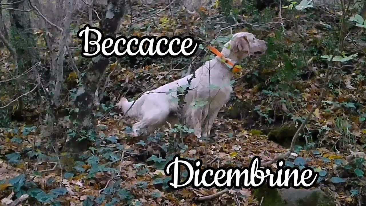 Beccacce in Calabria con Antonio Tufaro e i suoi setter : Beccacce Dicembrine