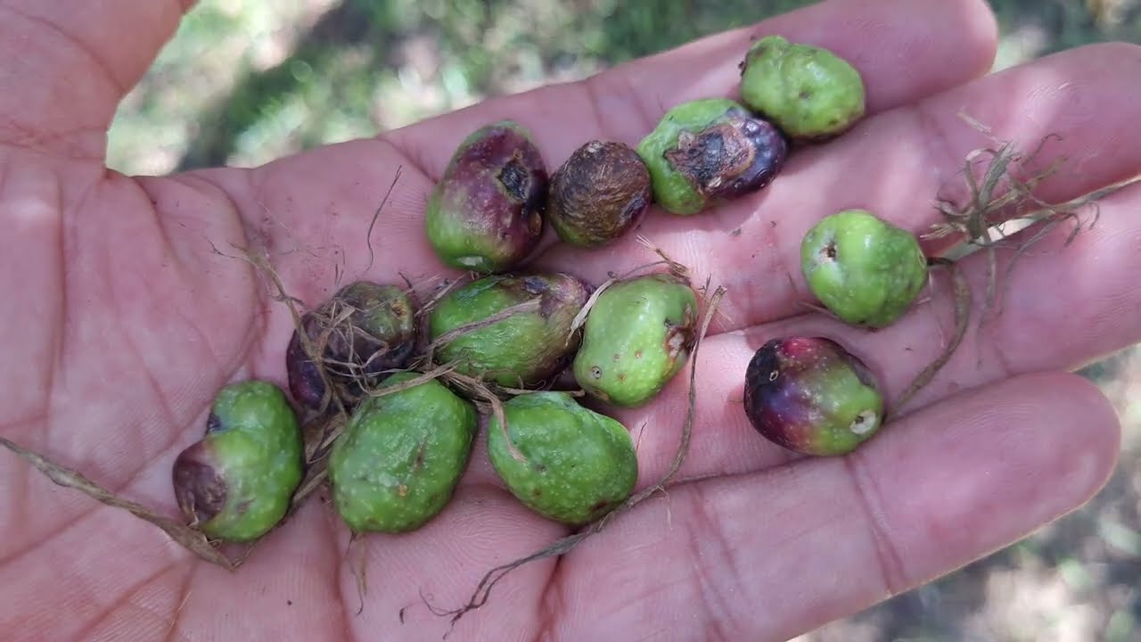 شجرة الزيتون, بهذه الطرق تستطيع الوقاية من ذبابة ثمار الزيتون