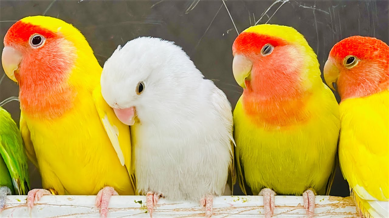 Lovebirds long video 2 hours chirping sounds