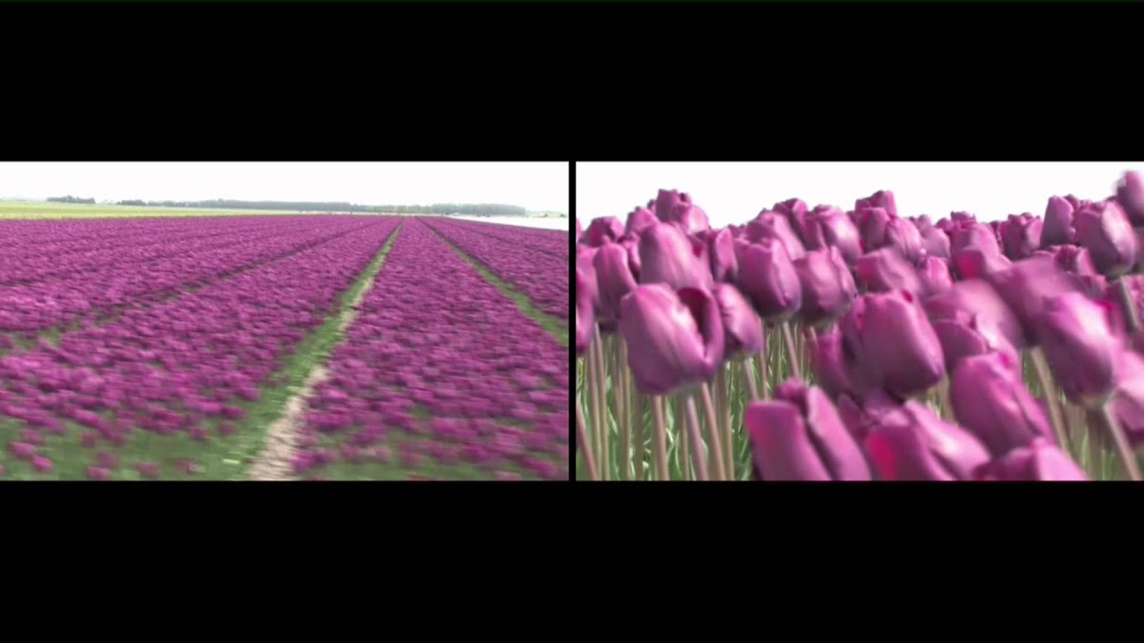 Tulpen NL