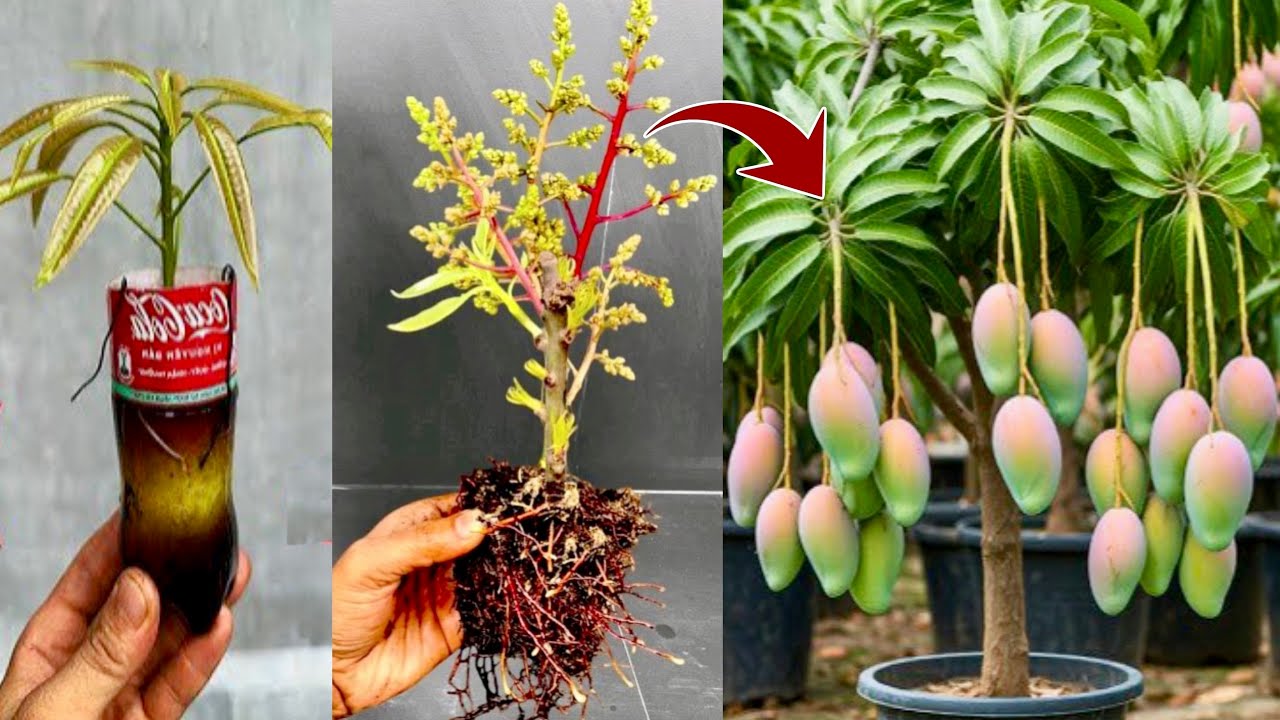 How to propagating mango trees from cuttings using coca cola get 100% fast results
