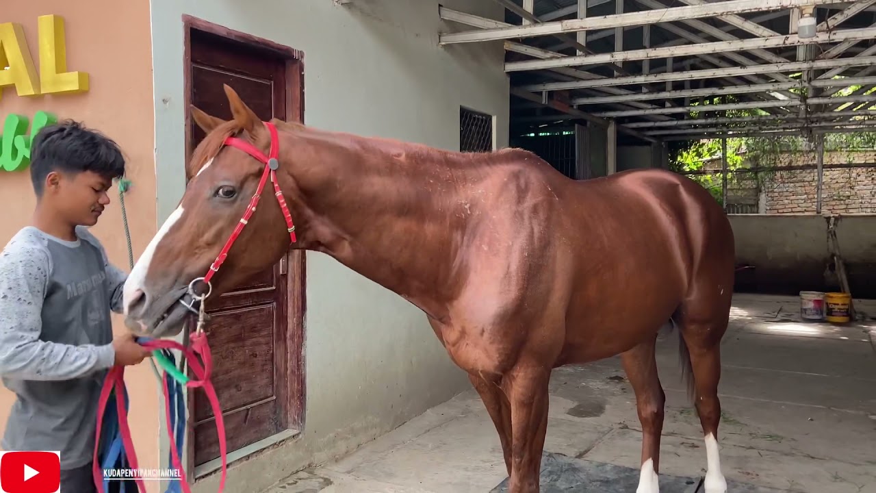 EMERAL STABLE& PROSES PERAWATAN KUDA PACU KAMANG CHROME & SALAH SATU KUDA JUARA INDONESIA DERBY 2017