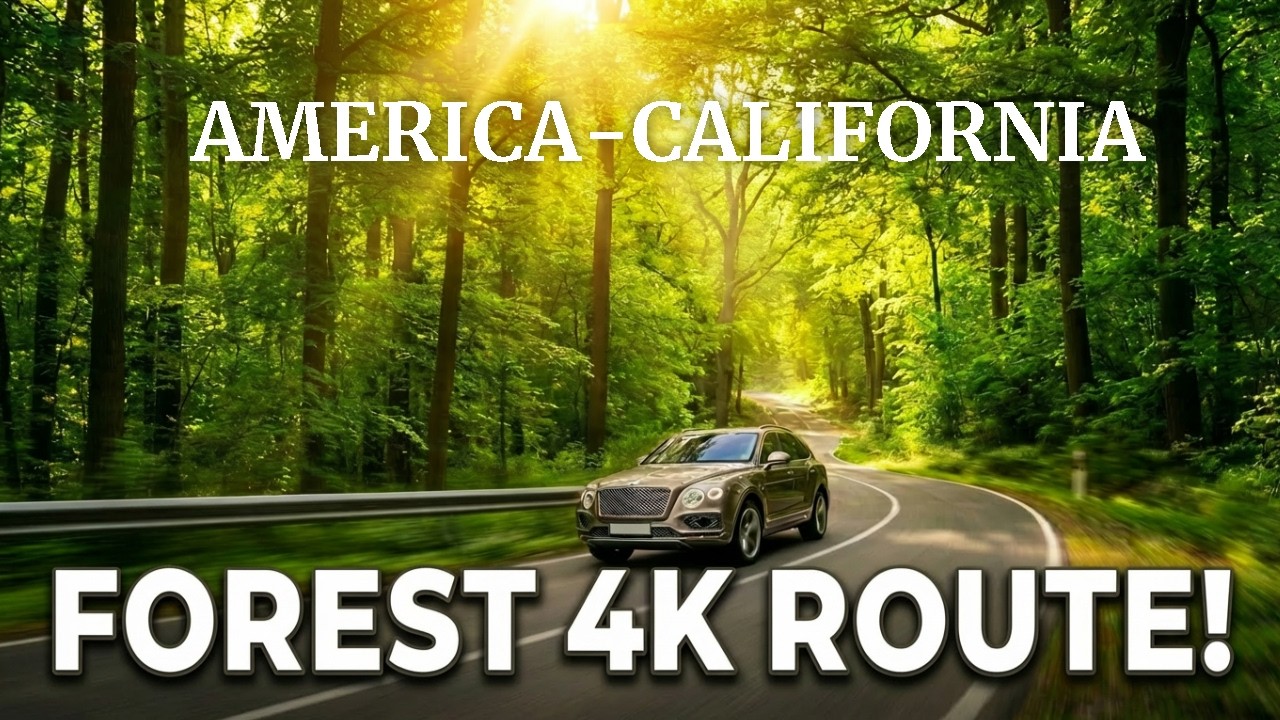 4K Redwood Forest Scenic Drive | Sunlit Woodland Route