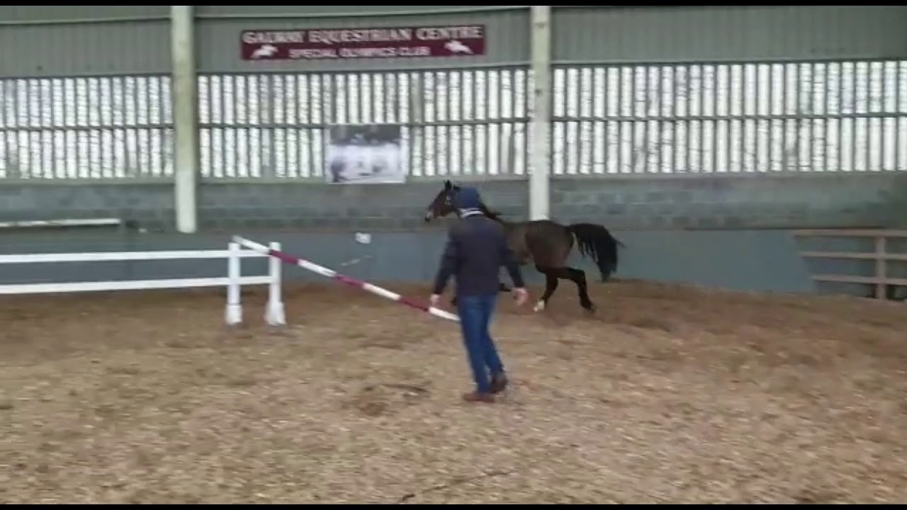 2016 (Gelding) Tallmann TN (Toulon) x Manhatten x Jasper