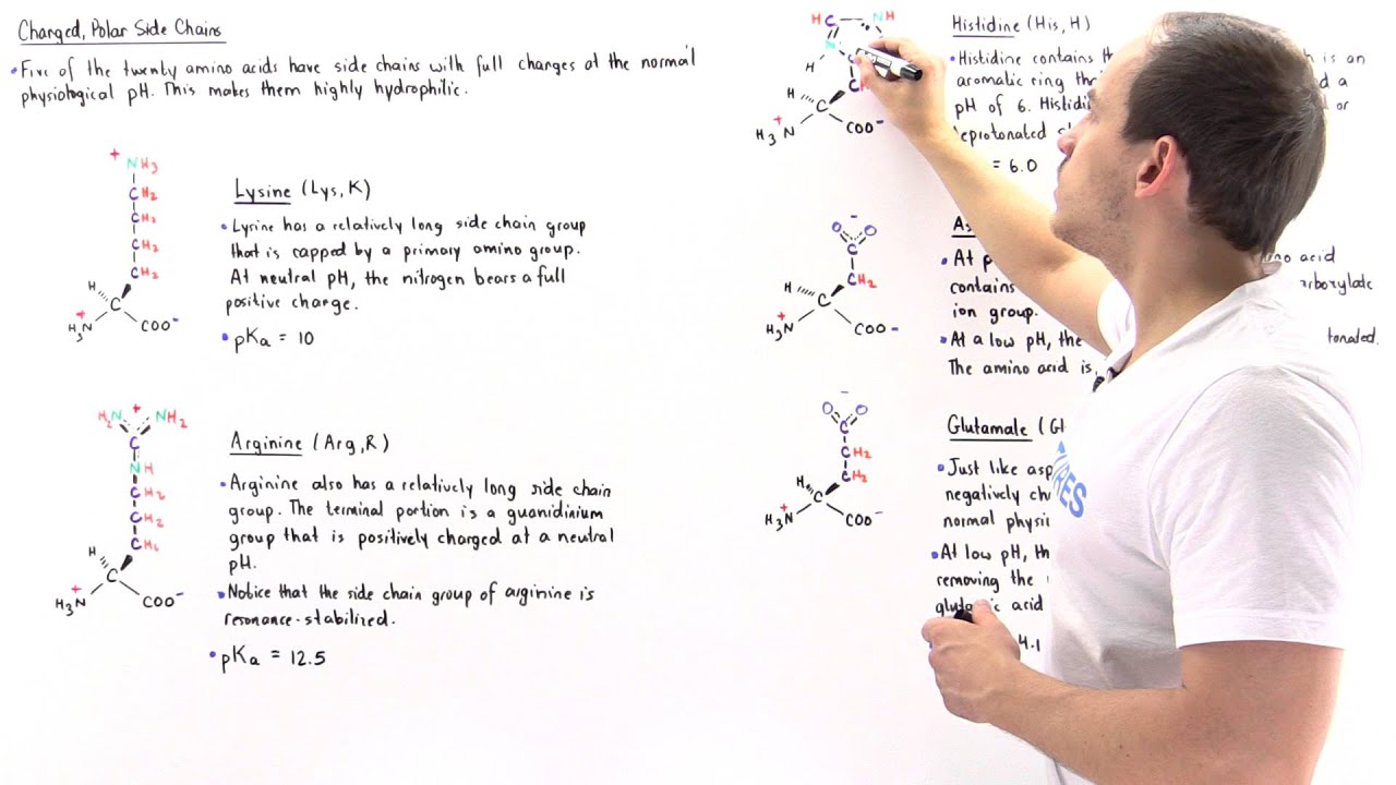 Basic and Acidic Amino Acids
