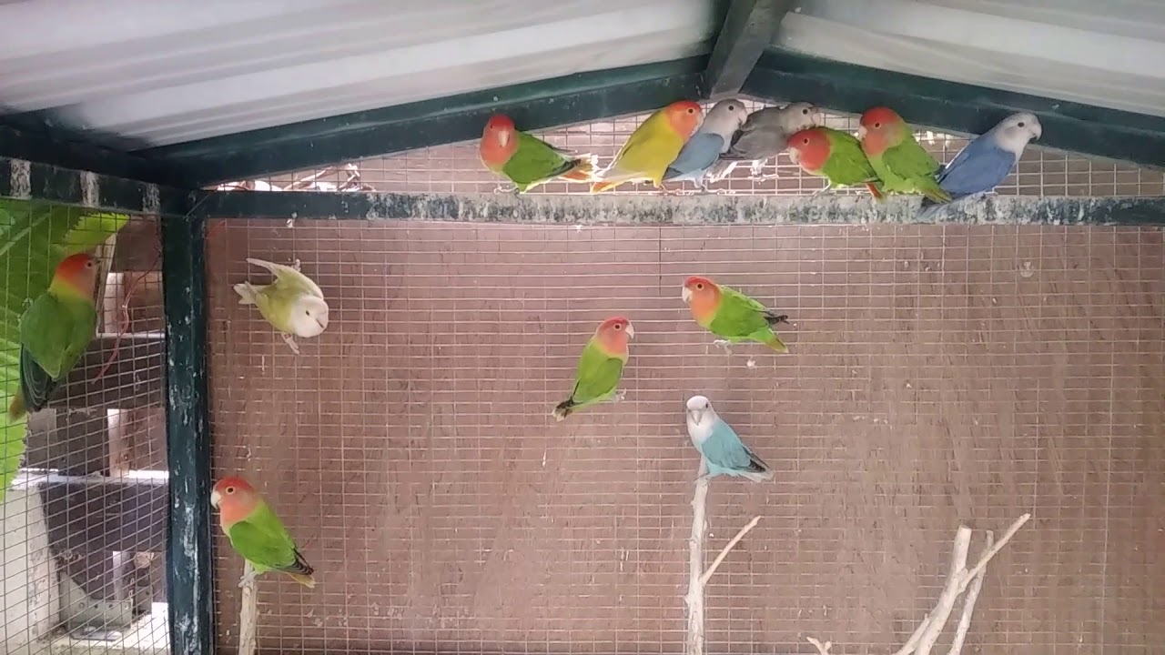 Opaline Peach face Lovebirds for the Breeding Season 2018