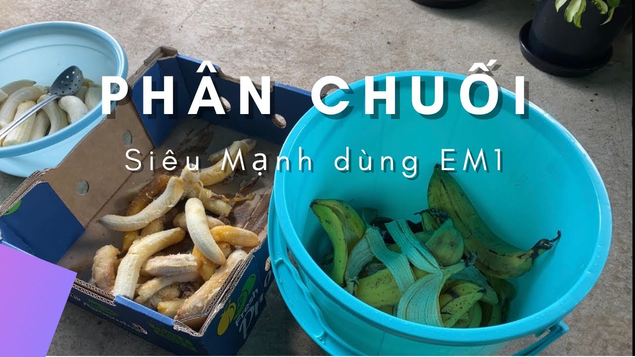 Cách Làm Phân Chuối Dùng EM1 Khuếch Tán Tốt Hoa Trái Khoẻ Cây Toan Trinh