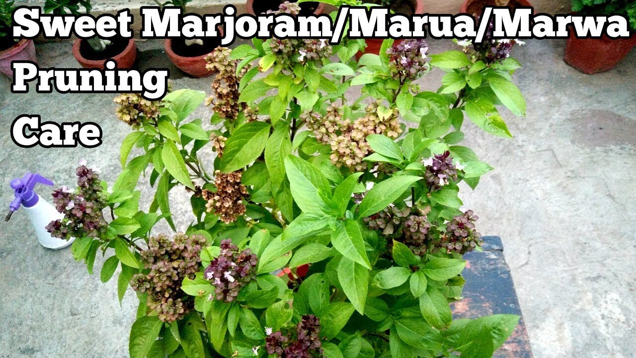 Grow Marwa/Marua/Marjoram/Thai Basil(Complete care instructions)