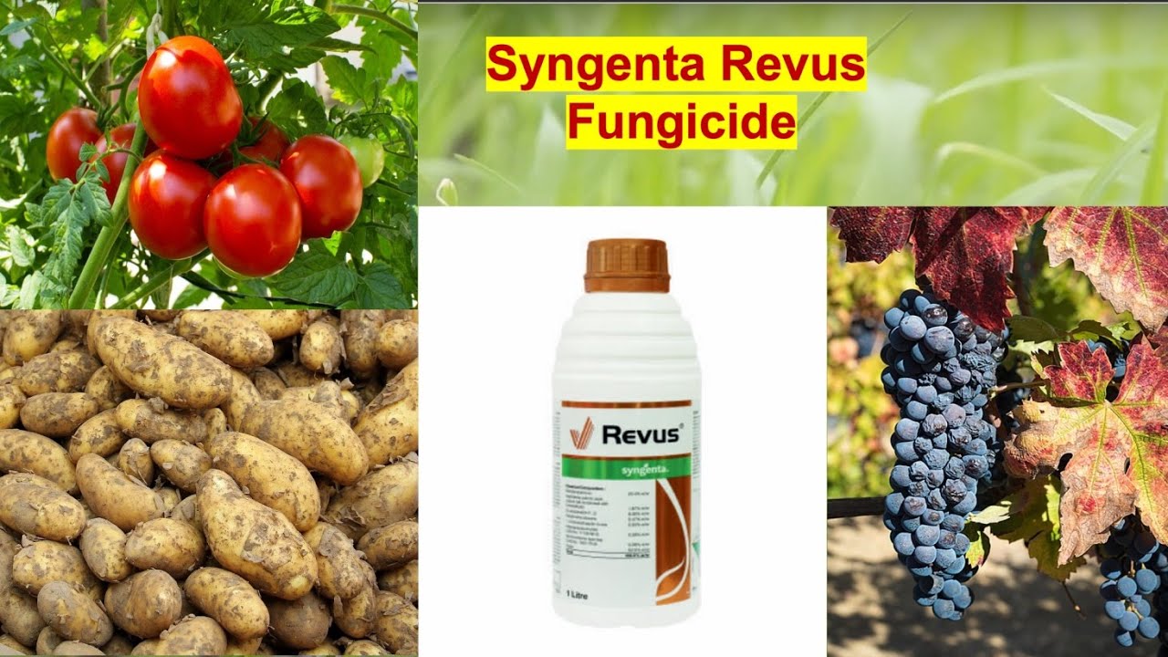 Syngenta Revus | Fungicide | Mandipropamide 23.4% SC | Contact and Transluminar Fungicide |