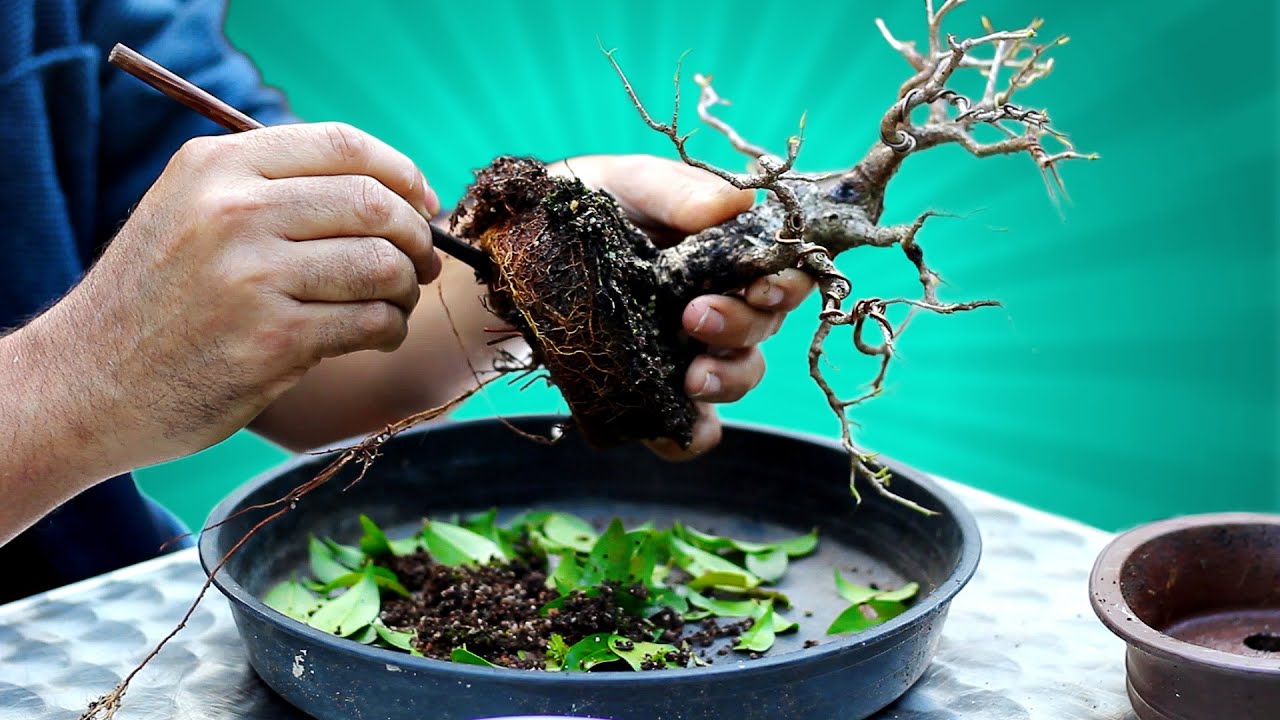 Troca de Substrato e Poda de Raízes do Bonsai (Passo a Passo) - Transplante de Ficus