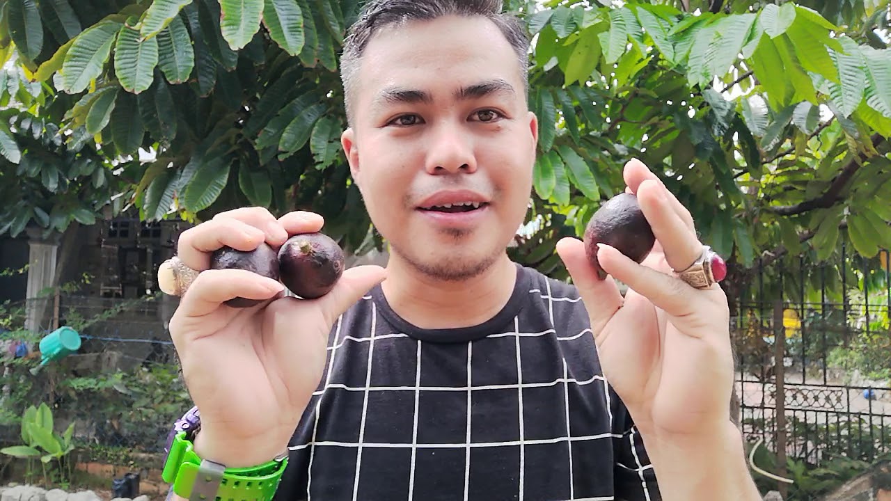 Buah Matoa. Buah 3 Rasa. Durian, Rambutan, Laici