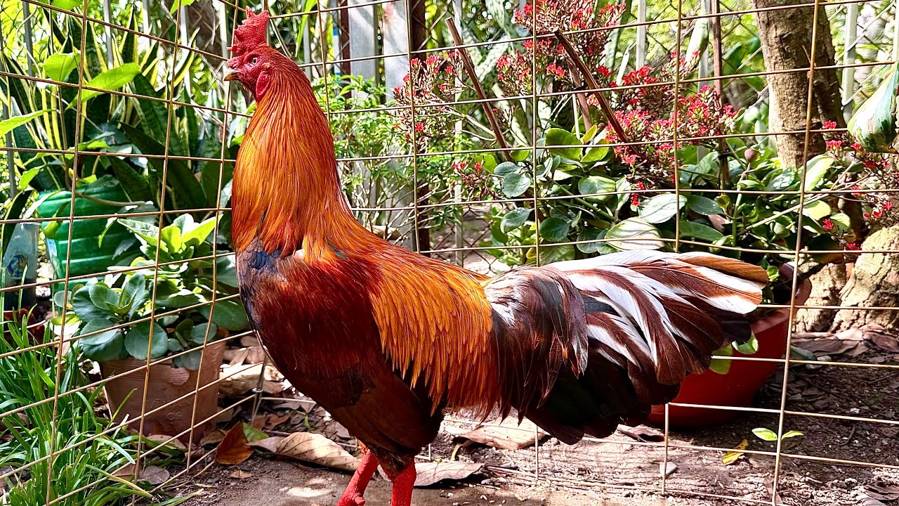 #top4 Giỏi- Tay đôi - Alo - ngay 