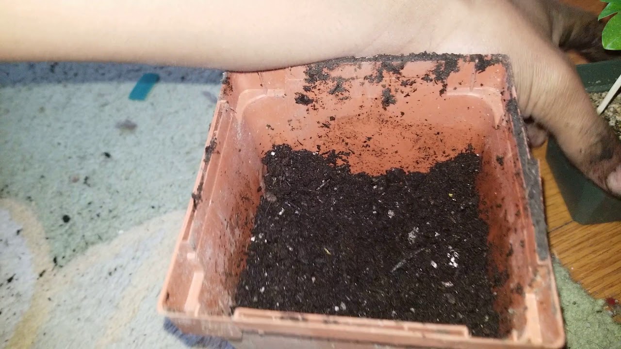Repotting Passionflowers/Passionfruit (Passiflora)