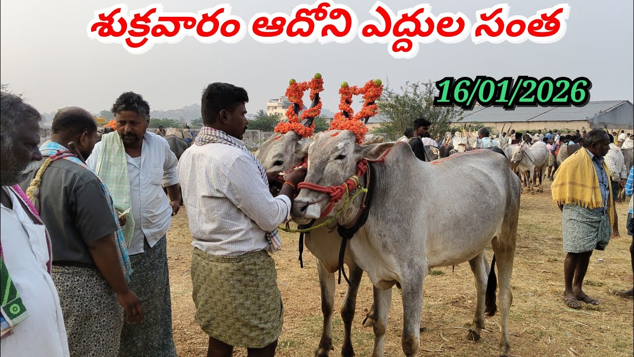 16/01/2026 శుక్రవారం రోజు ఆదోని ఎద్దుల సంతలో ధరలు ఏ విధంగా ఉన్నాయో చూడండి ఫ్రెండ్స్