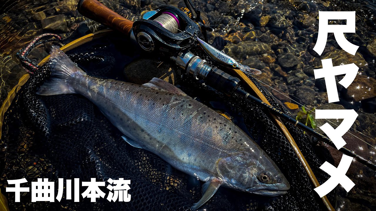 【長野県】尺ヤマメ釣れました。in佐久漁協千曲川本流　トラウト　ルアー　ベイトフィネス　ヒトトキワークス